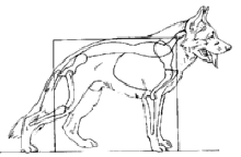 DOG-B