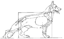 DOG-B
