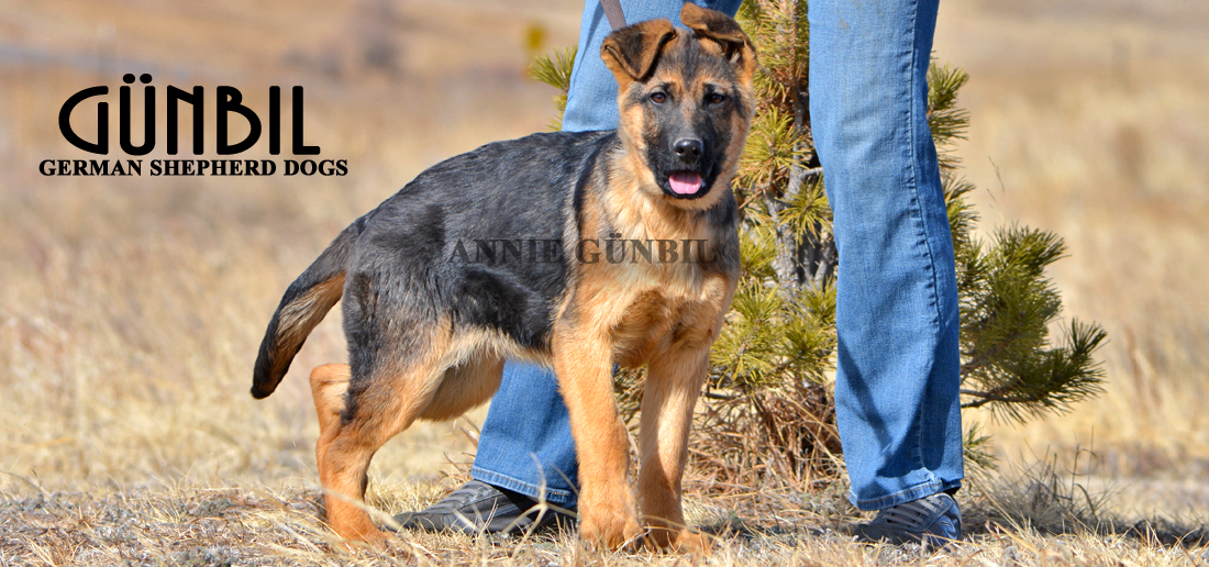 Gunbil German Shepherd Testimonails