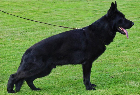 Working dogs with IGP3