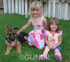 Gunbil German shepherd puppy in motion