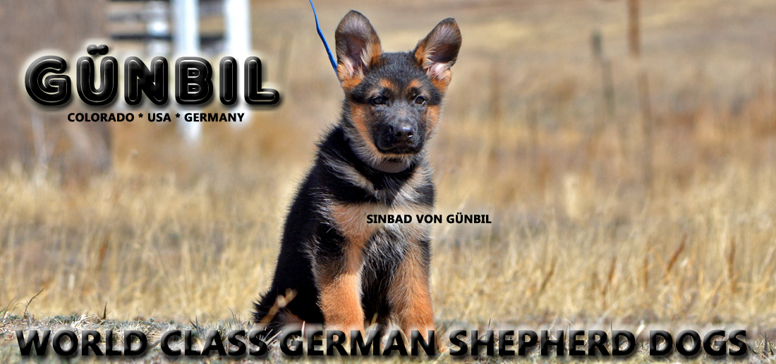 Gunbil German Shepherd Testimonails
