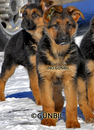 Gunbil German shepherd puppy in motion