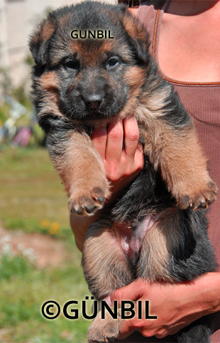 Gunbil German shepherd puppy in motion