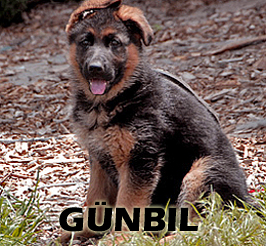 Cobra von Gunbil