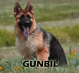 Cobra von Gunbil