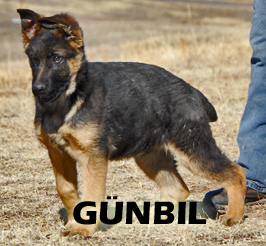 Cobra von Gunbil