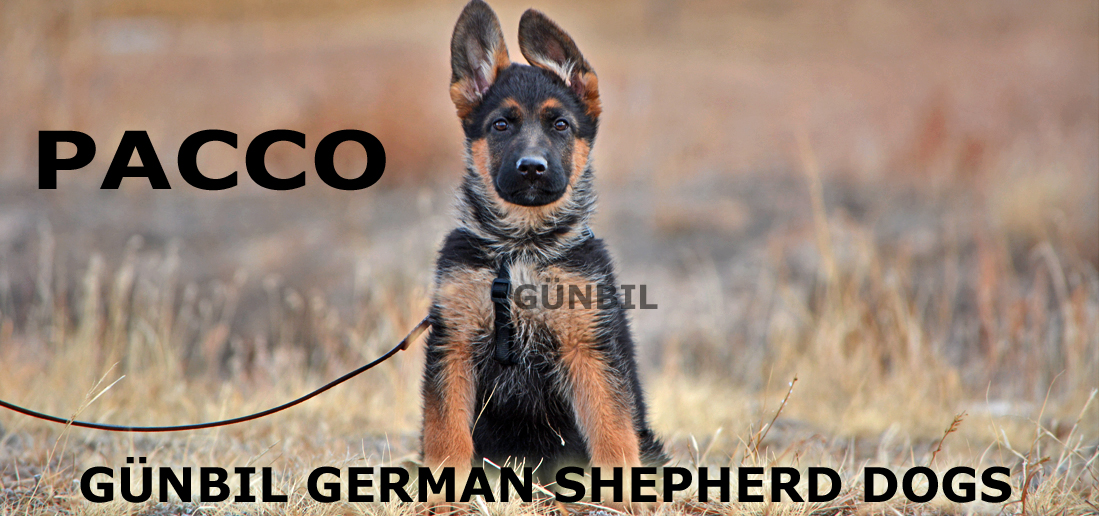 Leptospirosis in dogs is a bacterial infection that spreads through the bloodstream