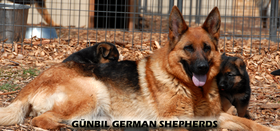 Gunbil German Shepherd Testimonails