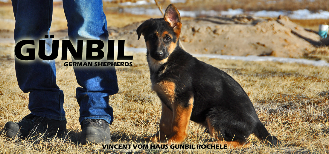 Gunbil German Shepherd Testimonails