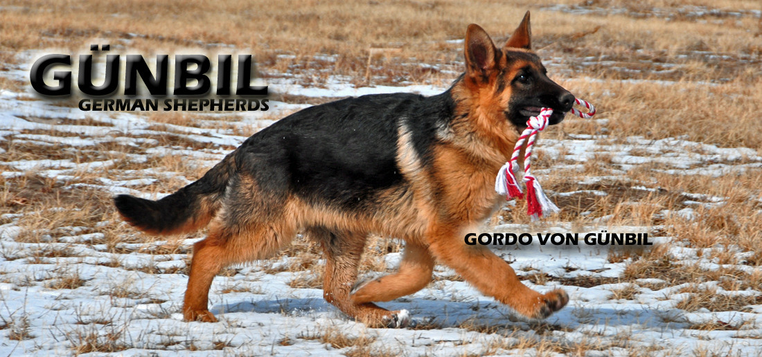 Gunbil German Shepherd Testimonails