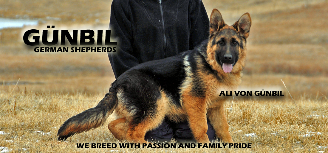 German Shepherd Puppy