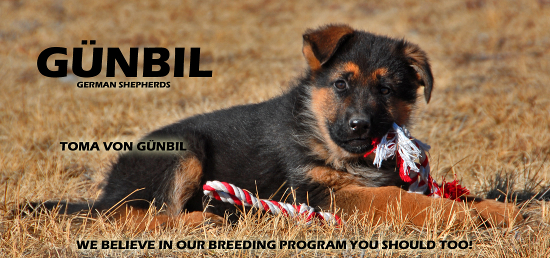 Gunbil German Shepherd Testimonails