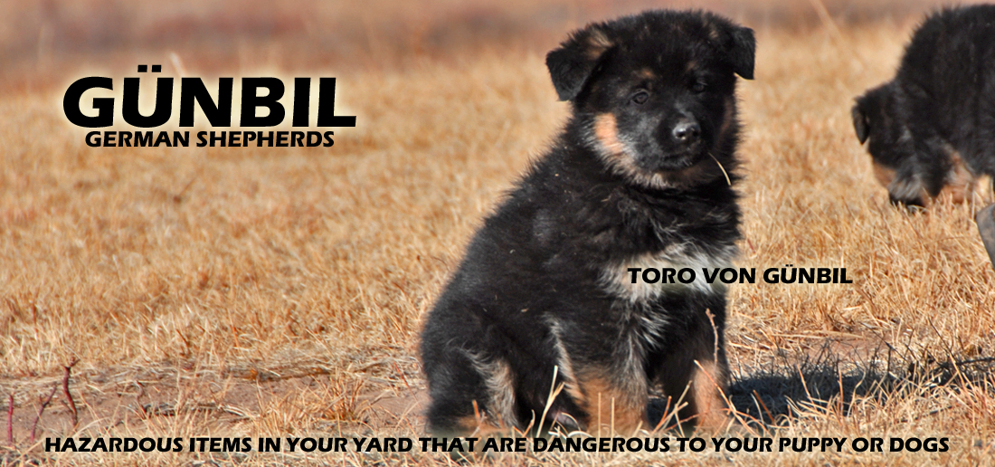 Gunbil German Shepherd Testimonails