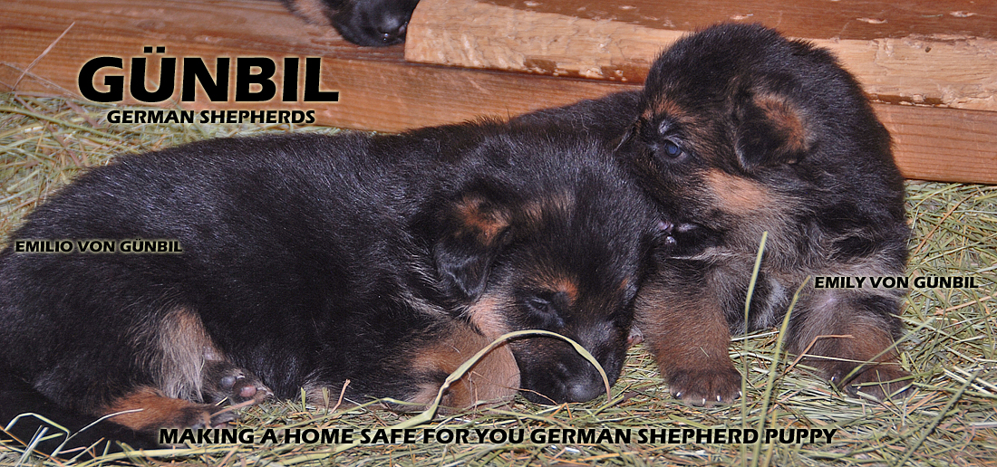 Puppy proofing your home Safe home for your new puppy