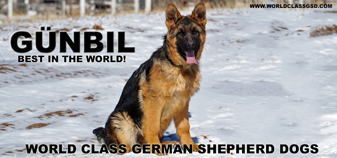 Gunbil German Shepherd Testimonails