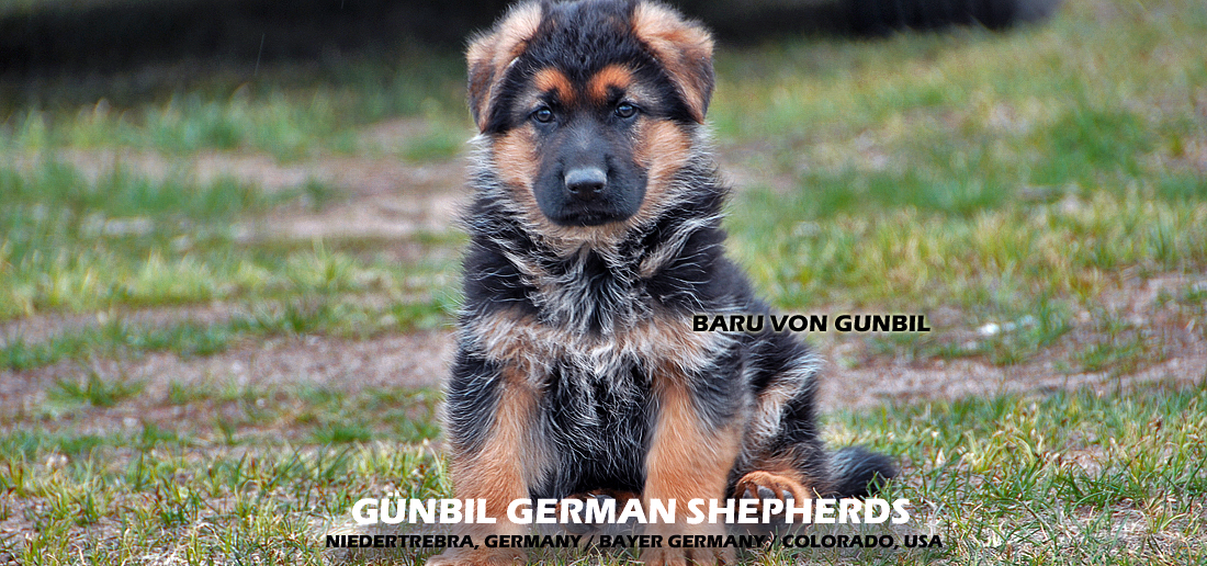Gunbil German Shepherd Testimonails