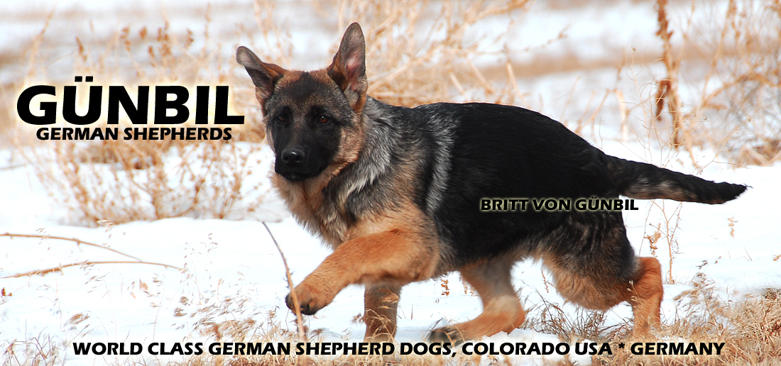 Gunbil German Shepherd Testimonails