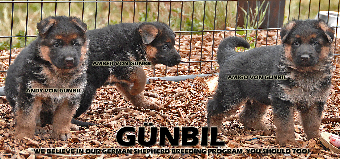 Gunbil German Shepherd Testimonails