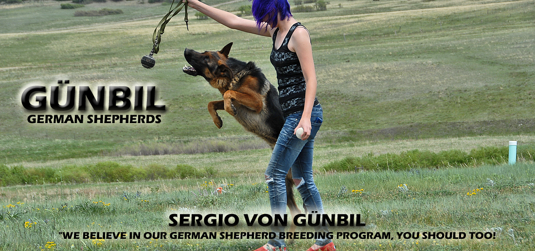 Gunbil German Shepherd Testimonails