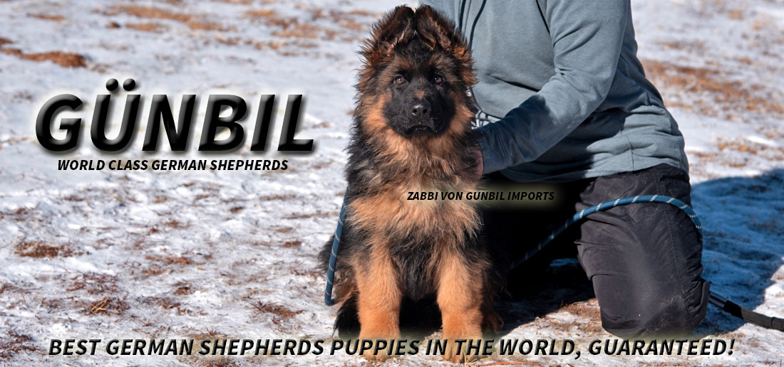 The first letter of ‘DHLPP’ refers to Distemper