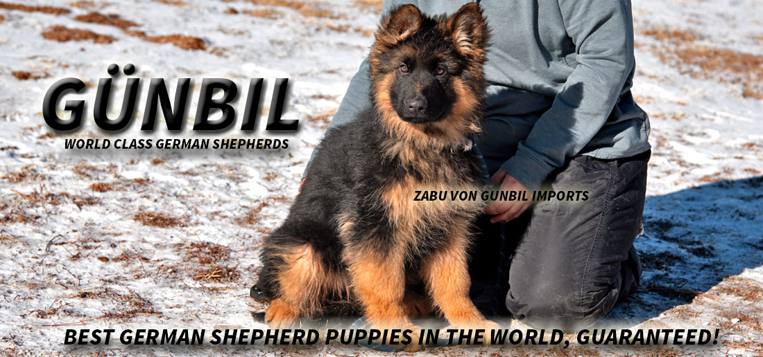 German Shepherds—are prone Panosteitis Causes of Panosteitis in Dogs