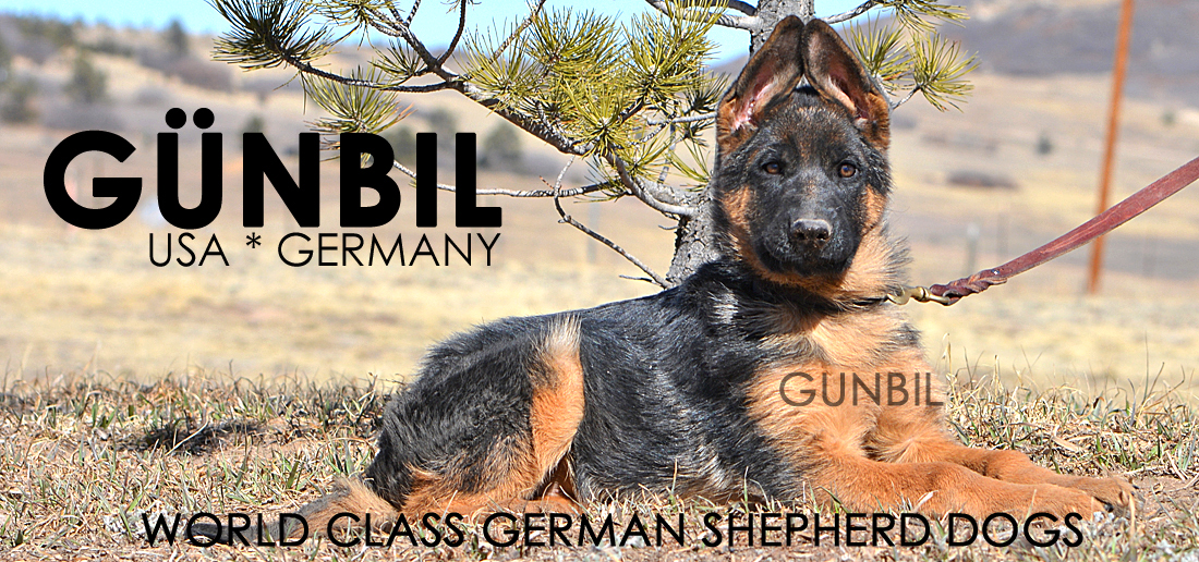 Gunbil German Shepherd Testimonails